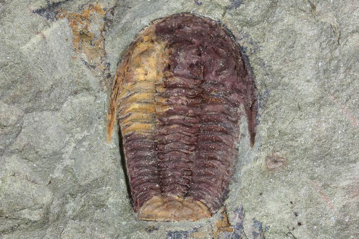 Multi-Colored Ordovician Trilobite (Euloma) - Zagora, Morocco #81287